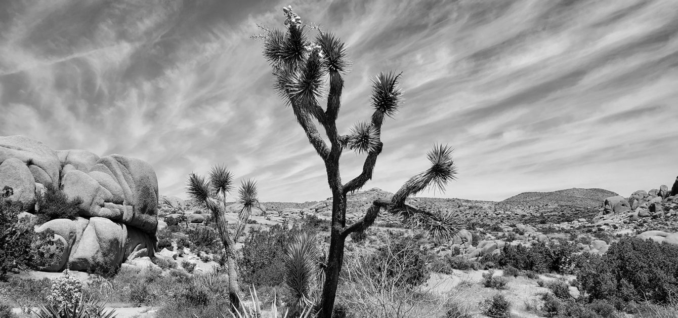 A New Petition Aims to Make the Joshua Tree an Endangered Species ...