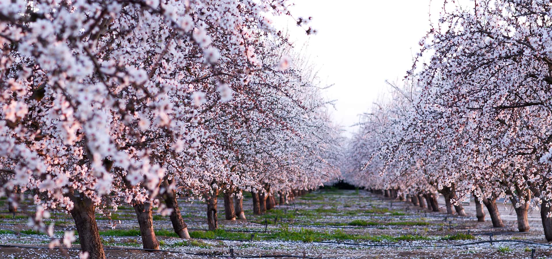 Why Your CaliforniaGrown Almond Milk May Spell Bad News For the Bee